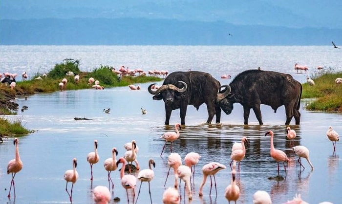 Lake Nakuru